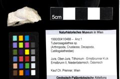 Foto (Objekt + Etiketten) von Tuberosagalathea sp. 